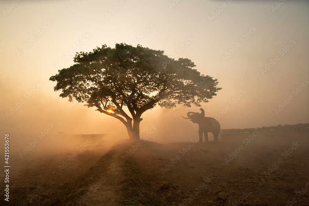 Spirit of Asia,Thailand Countryside; Farmer and elephant on the background of sunrise. Asian culture