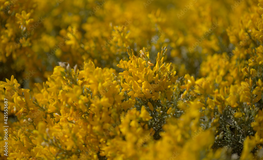 Flora of Gran Canaria - bright yellow flowers of Teline microphylla, broom species endemic to the island, natural macro floral background
Flora of Gran Canaria - bright yellow flowers of Teline microphylla, broom species endemic to the island, natural macro floral background