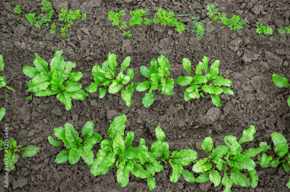 young seedlings of beets and carrots in the garden. Seedlings for eco