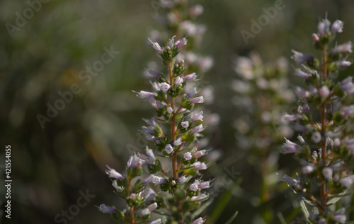 Flora of Gran Canaria - flowers of Echium onosmifolium, black bugloss, endemic to the island, natural macro floral background 