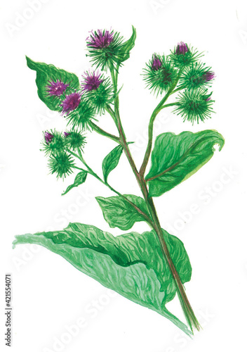 Murais de parede Watercolor illustration of medicinal plants, Botanical illustration of medicinal