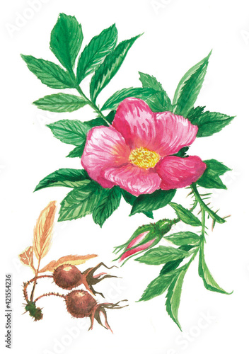 Watercolor illustration of medicinal plants, Botanical illustration of medicinal plants, Rosehip, dog-rose