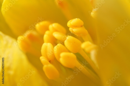 Macro close-up of the stamens of a yellow winter aconite flower (eranthis)