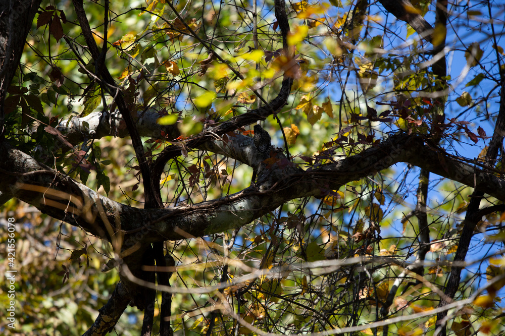 Juvenile Yellow-Bellied Sapsucker Juvenile Yellow-Bellied Sapsucker