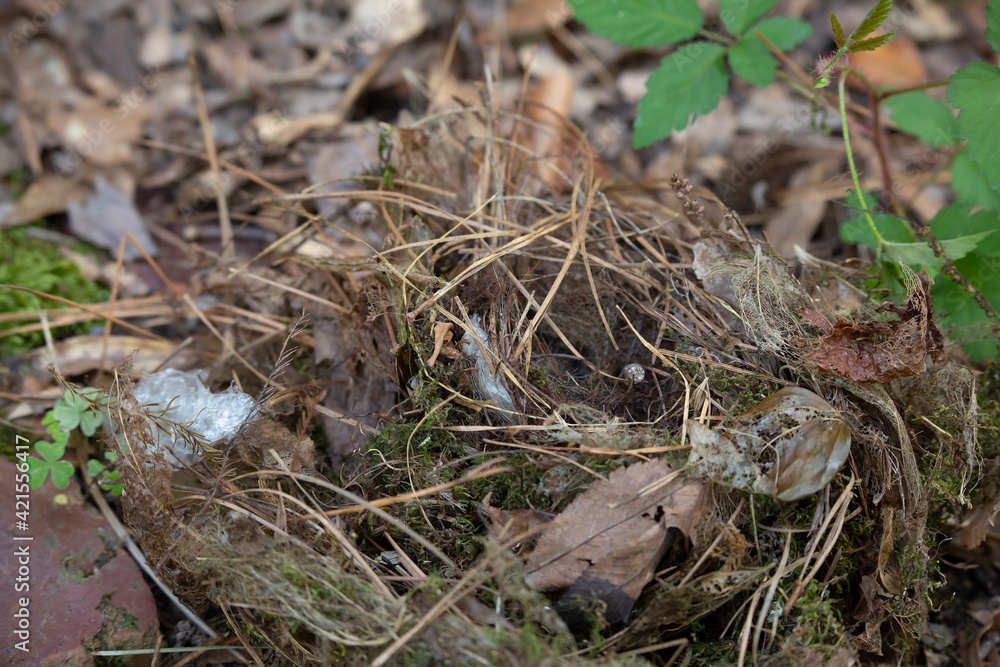 Carolina Wren Nest Carolina Wren Nest