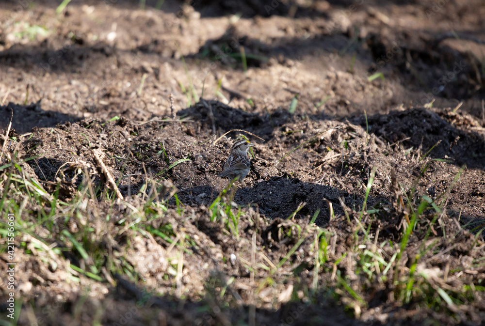 White-Throated Sparrow Foraging White-Throated Sparrow Foraging