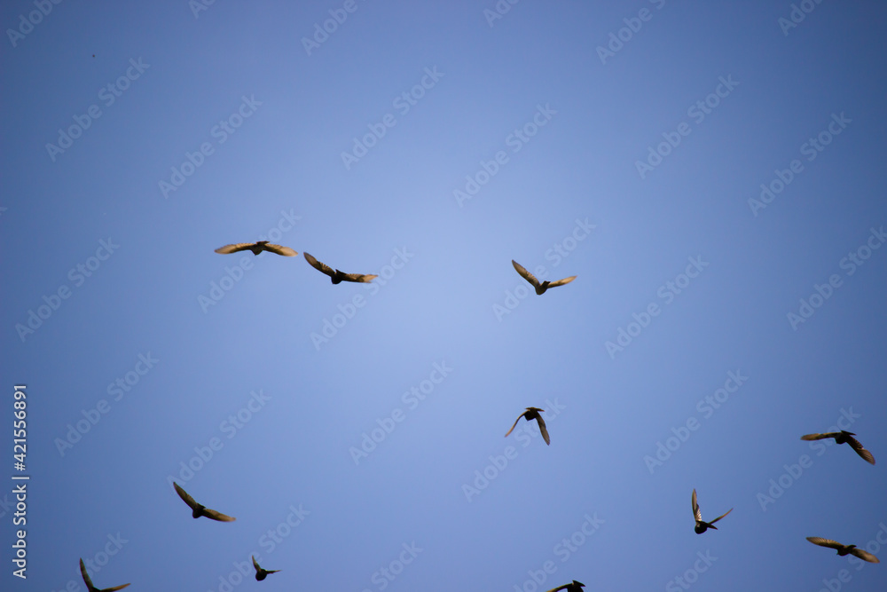 A flock of starlings flying in the sky. Background blue clear sky. Birds in the wild. A sunny summer day.