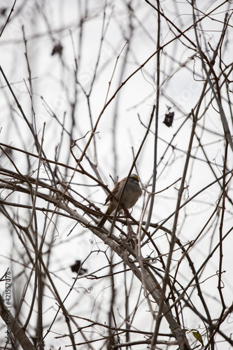 White-Throated Sparrow on an Overcast Day