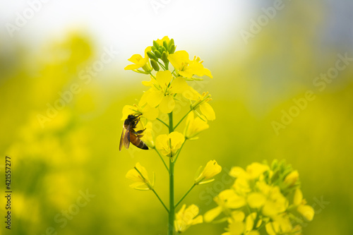 Honey Bee collecting pollen on yellow mustard flower © SSG PHOTO