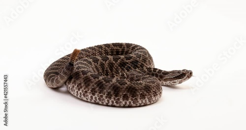 Massasuaga rattlesnake in defensive position rattles tail - side profile - isolated on white background photo