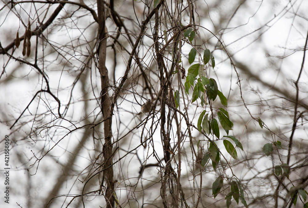 Fototapeta premium Tufted Titmouse Bird