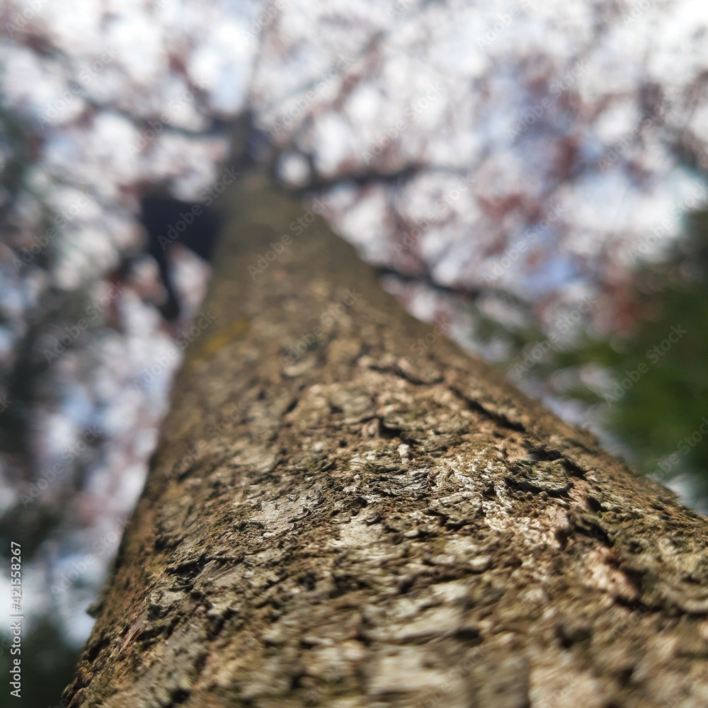 The beauty of spring is evident from the trees The beauty of spring is evident from the trees