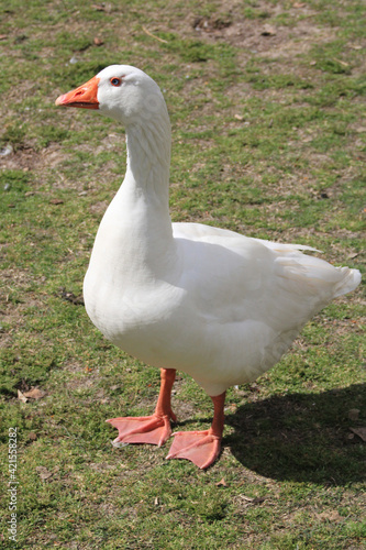 Close-up of adult white goose 