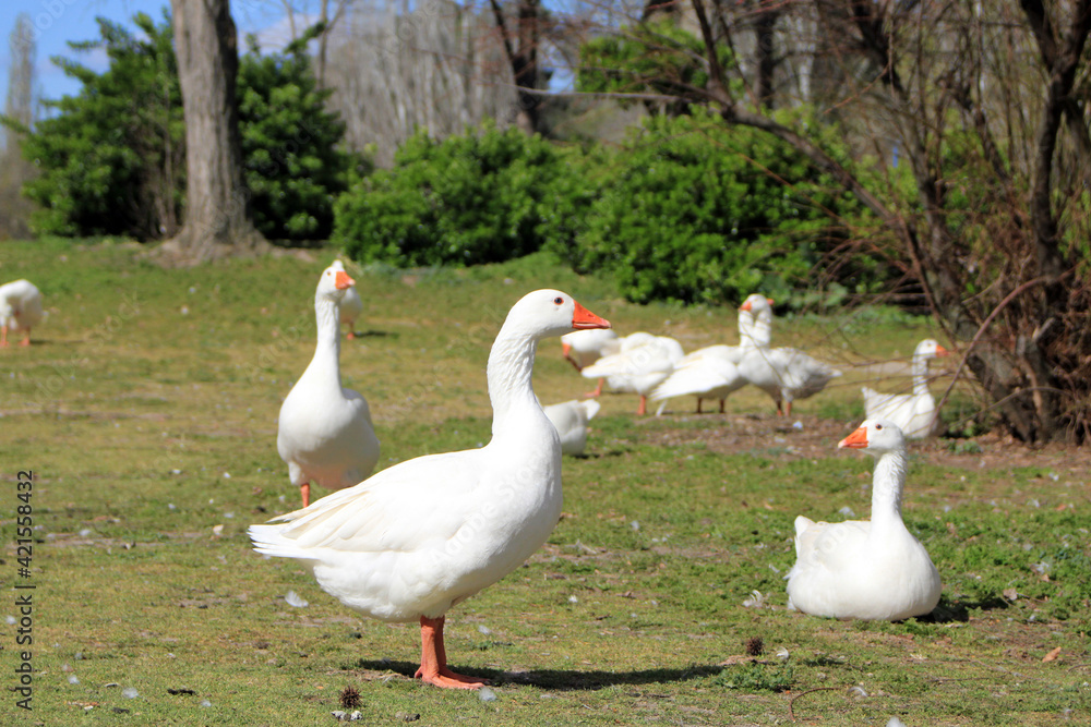 Group of geese in a meadow Group of geese in a meadow
