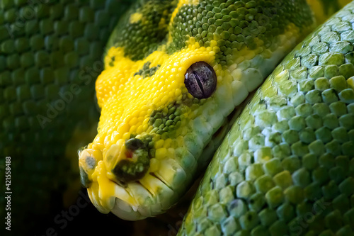 Close up of Amazing Green Tree Python From Biak Island Indonesia