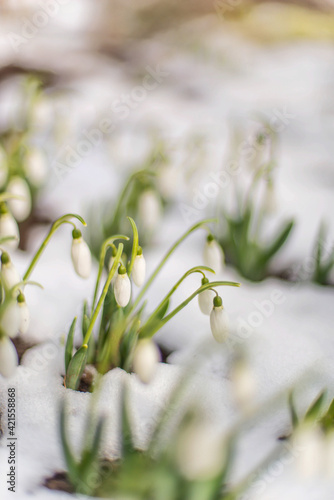 Wallpaper Mural Detail of snowdrop flowers in snow growing in garden Torontodigital.ca