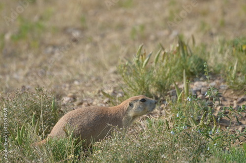 Curious prairie dog