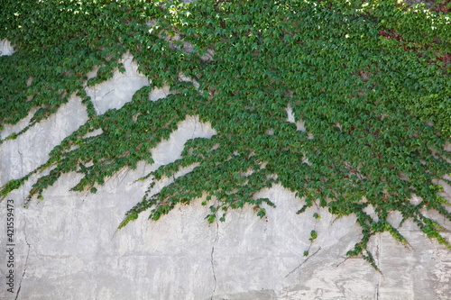 Green ivy creeper climbing a decaying concrete wall