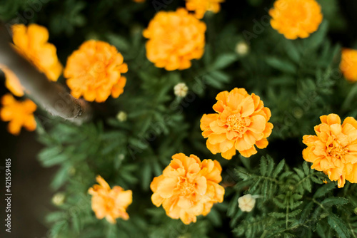 Colorful flower in garden in  summer