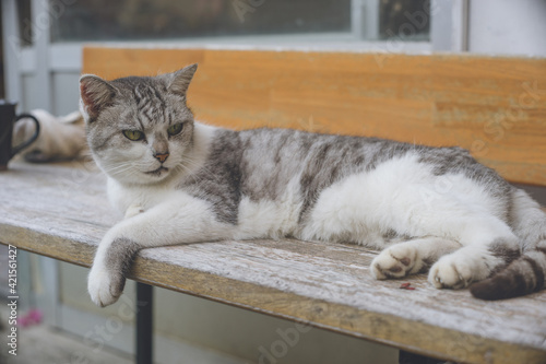 民家の屋外のベンチに横たわってリラックスしている野良猫