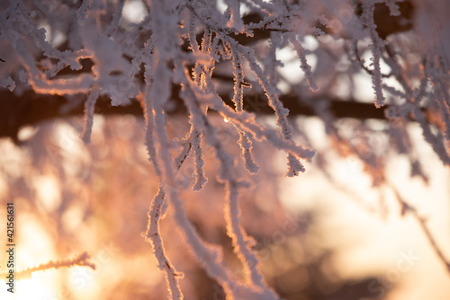 snow on branches