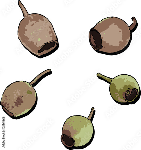 A set of drawn gum nuts from a gum tree	