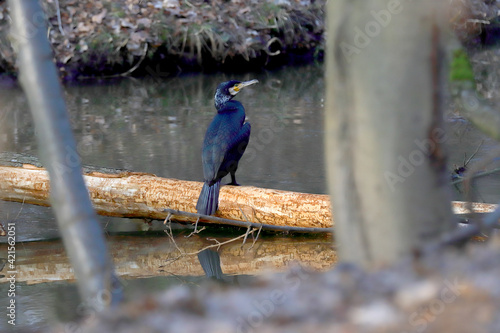 WROCLAW, POLAND - FEBRUARY 22, 2021: Great cormorant in water reflection. The Milicz Ponds (Polish: Stawy Milickie). Nature Reserve in Barycz Valley Landscape Park, Poland, Europe.