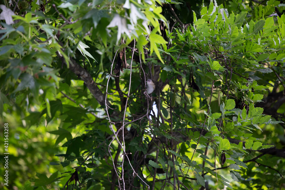 Fototapeta premium Red-Eyed Vireo Bird