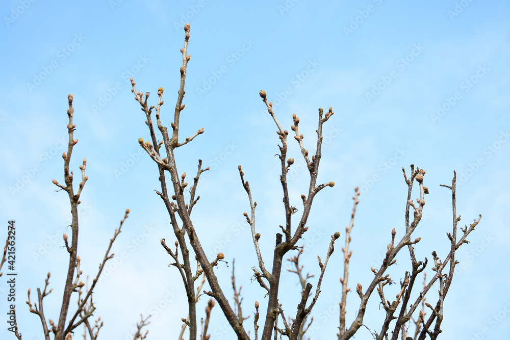 Currant branches.
Beautiful green spring abstract nature background. Bushes after winter. Family of small deciduous shrubs Currant branches.
Beautiful green spring abstract nature background. Bushes after winter. Family of small deciduous shrubs
