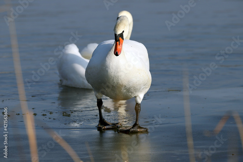 WROCLAW, POLAND - FEBRUARY 22, 2021: Mute swan on a frozen lake. The Milicz Ponds (Polish: Stawy Milickie). Nature Reserve in Barycz Valley Landscape Park, Poland, Europe.