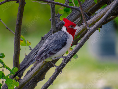 A colorful bird called Red Crested Cardinal or Brazilian Cardinal standing on a branch