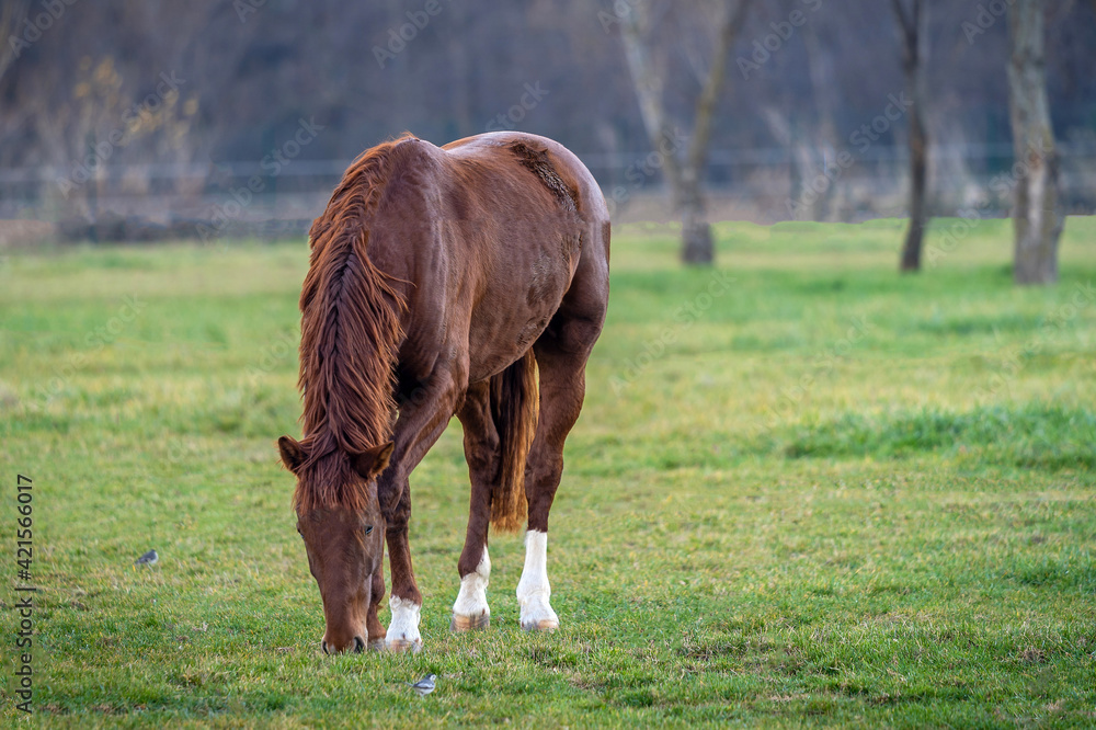 Brown horse eating in the spring pasture. Brown horse eating in the spring pasture.
