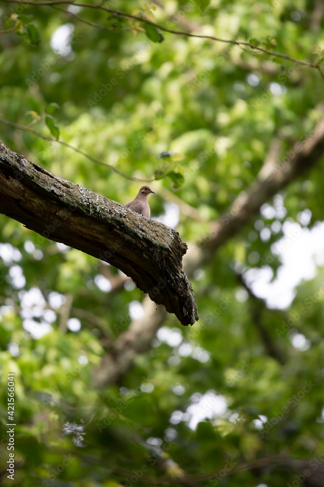 Mourning Dove Mourning Dove