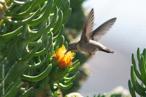 Colibri
