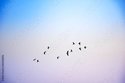 Birds flying in flocks freely in the blue sky in group in early morning.