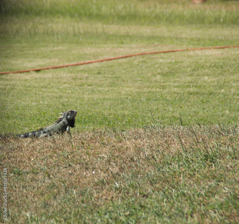 Ein Leguan auf Aruba, Karibik Ein Leguan auf Aruba, Karibik