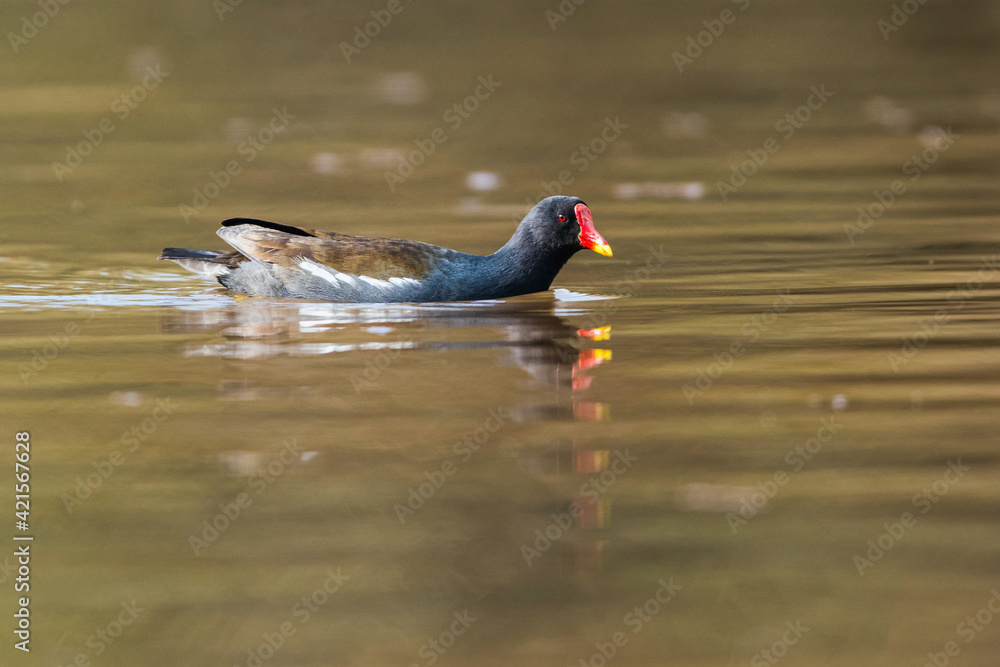 Common Moorhen, Gallinula chloropus, waterhen, swamp chicken Common Moorhen, Gallinula chloropus, waterhen, swamp chicken