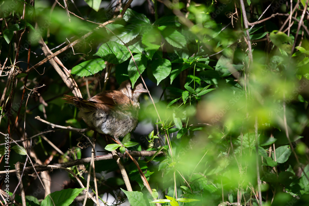 Fototapeta premium Partially Hidden Juvenile Brown Thrasher