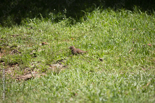 Juvenile Brown Thrasher Sunning