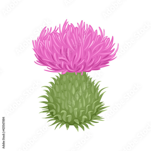 Milk thistle flower isolated on white background. Vector illustration of medicinal herb in cartoon flat style. Plant icon.