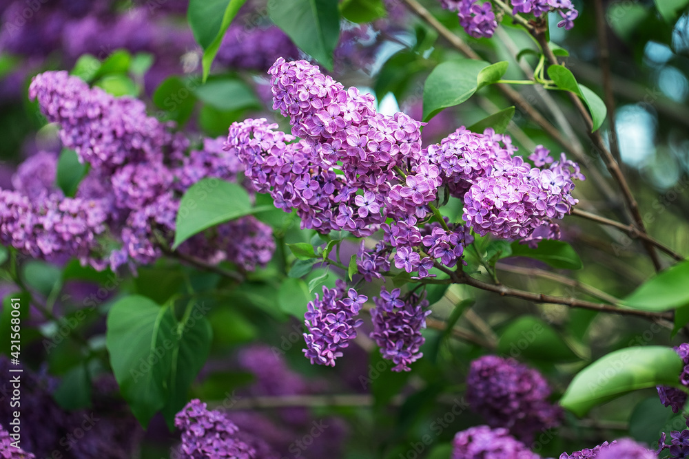 Spring Lilac branch, spring tree. Shallow DOF Spring Lilac branch, spring tree. Shallow DOF