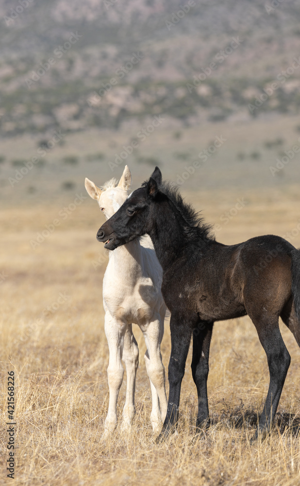 Pair of Cute Wild Horse Foals in the Utah Desert Pair of Cute Wild Horse Foals in the Utah Desert