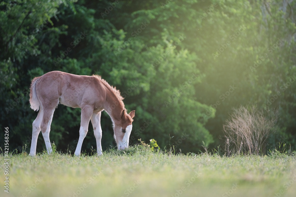 Peaceful spring morning on farm with foal horse grazing in sunshine of Texas pasture field. Peaceful spring morning on farm with foal horse grazing in sunshine of Texas pasture field.