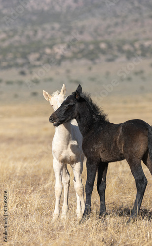 Pair of Cute Wild Horse Foals in the Utah Desert © natureguy