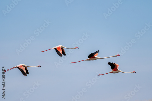 Flamingoes flying