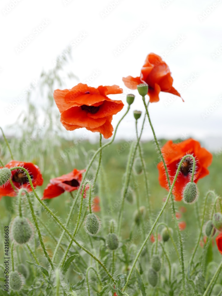 Naklejka premium flowers