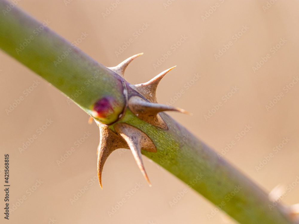 A closeup picture of thorns on a branch A closeup picture of thorns on a branch