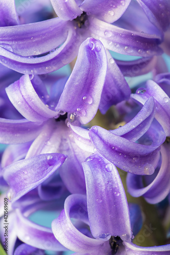 Flower hyacinth violet close-up