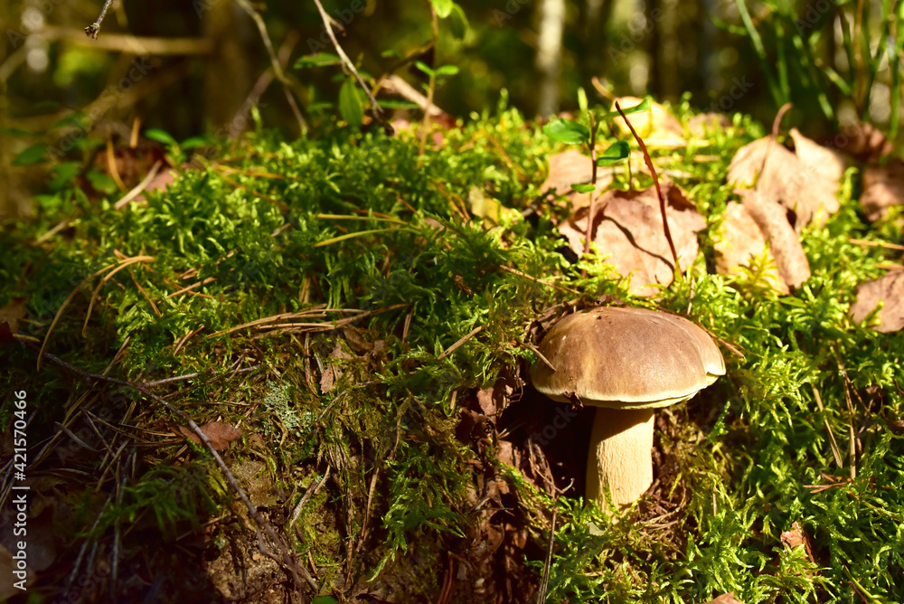 White mushroom in forest in autumn. Big boletus grows in the wildlife against the background of green moss. Porcini bolete mushrooms. Season for picked gourmet mushrooming. White mushroom in forest in autumn. Big boletus grows in the wildlife against the background of green moss. Porcini bolete mushrooms. Season for picked gourmet mushrooming.
