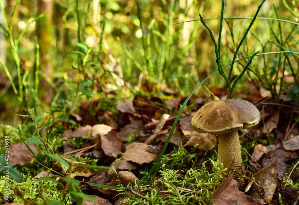 White mushroom in forest in autumn. Big boletus grows in the wildlife against the background of green moss. Porcini bolete mushrooms. Season for picked gourmet mushrooming. White mushroom in forest in autumn. Big boletus grows in the wildlife against the background of green moss. Porcini bolete mushrooms. Season for picked gourmet mushrooming.